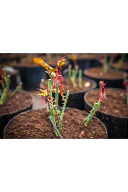 Обрезанный саженец розы Green Fashion в горшке